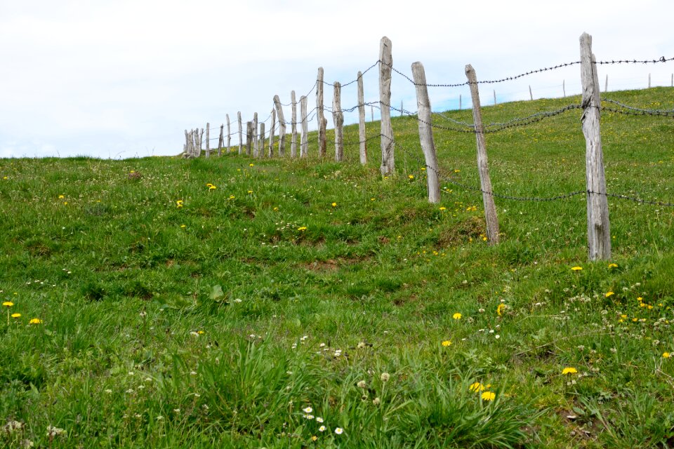 Green fence barbed wire photo