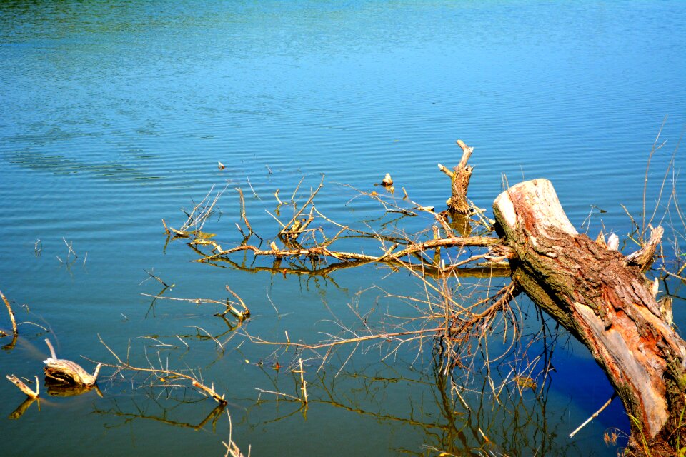 Root branch nature