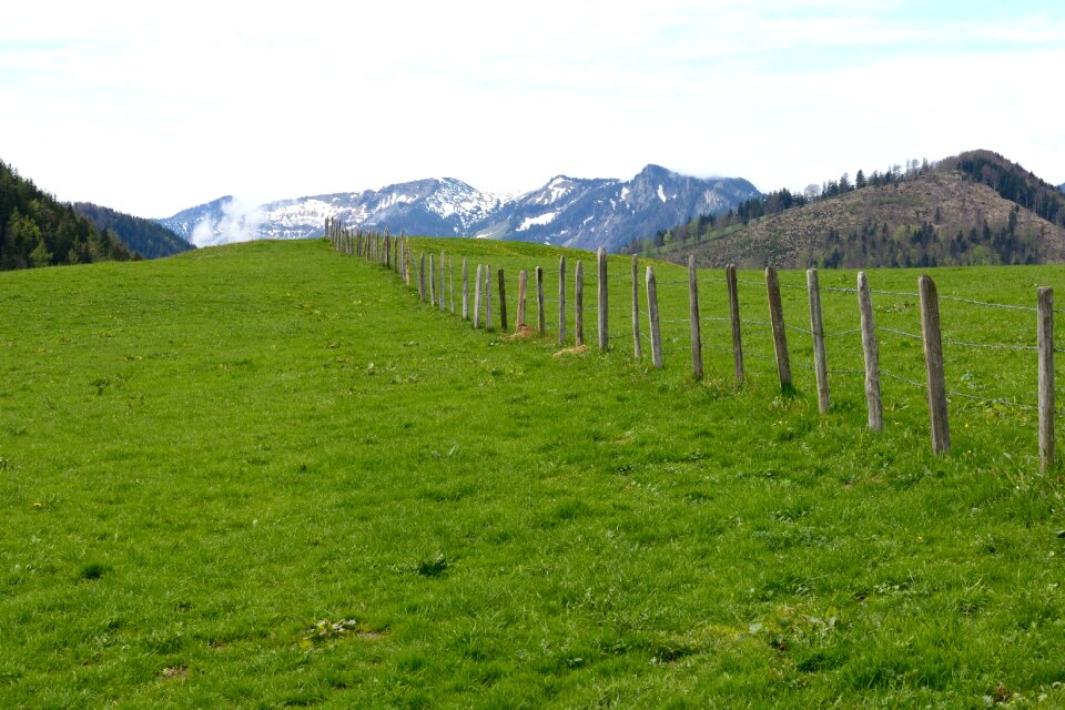 Meadow nature pasture