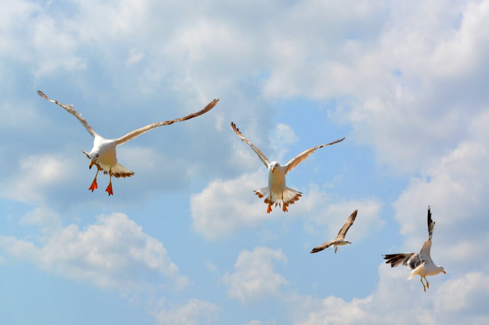 Flight sky wings