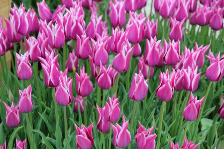 Flowers bouquet pink