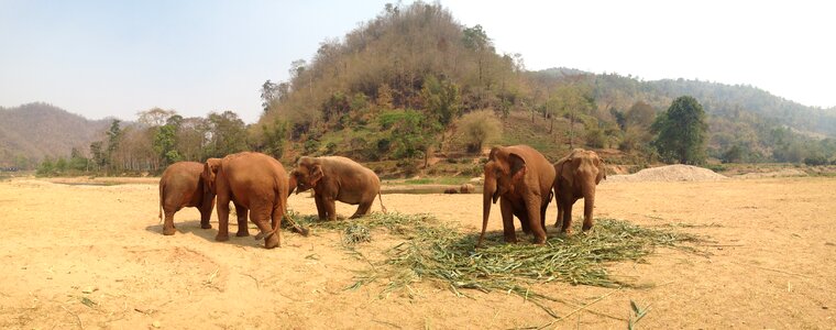 Thailand elephant reserve