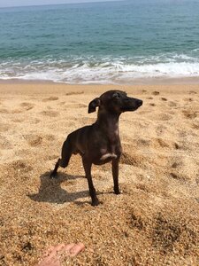 Sun descansant gos