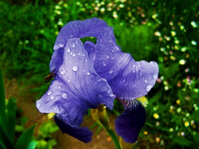 Fleur-de-lis raindrops bluish-violet flower spring photo
