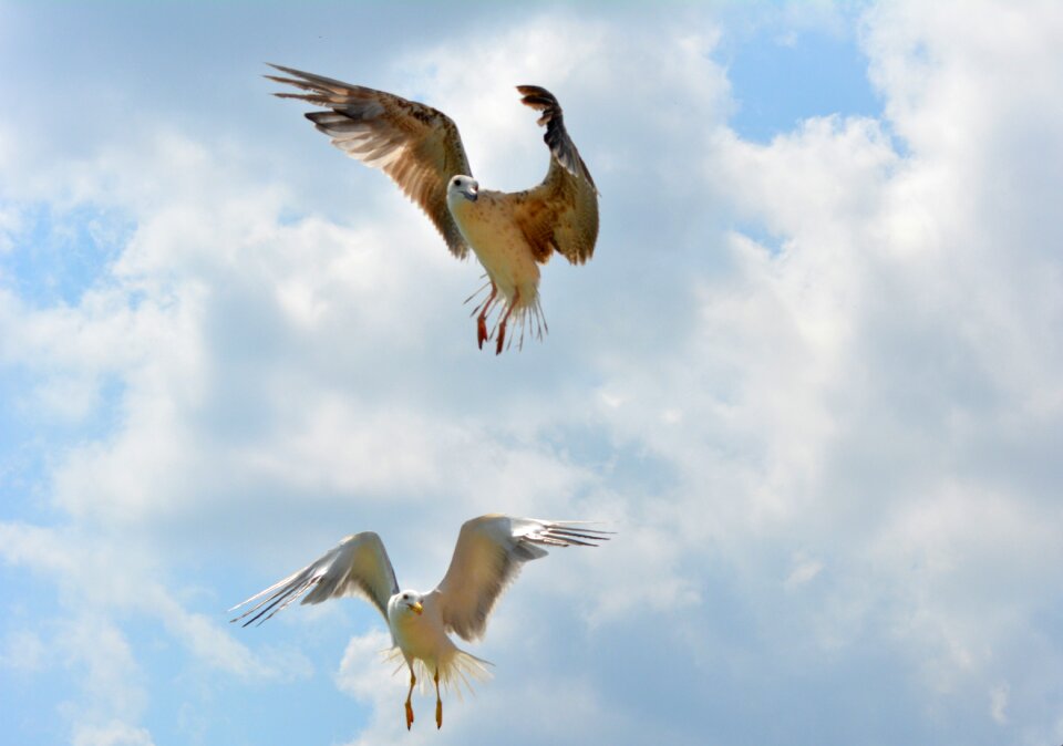Flight sky wings
