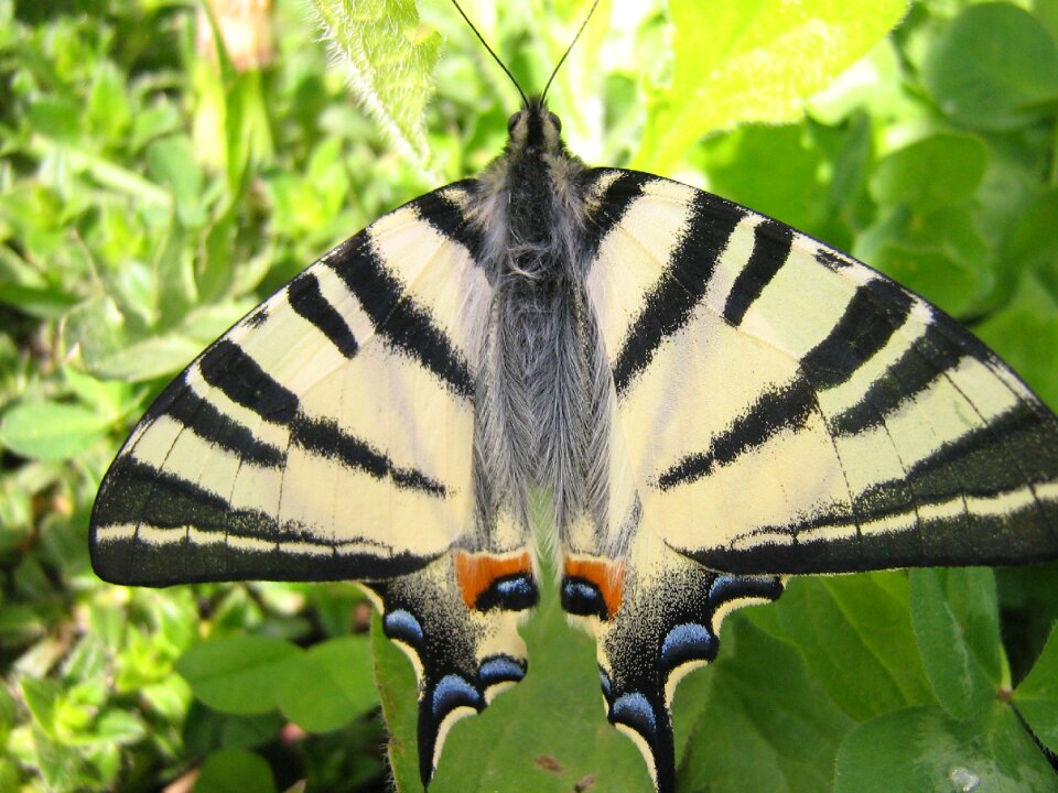 Butterfly flying insects nature