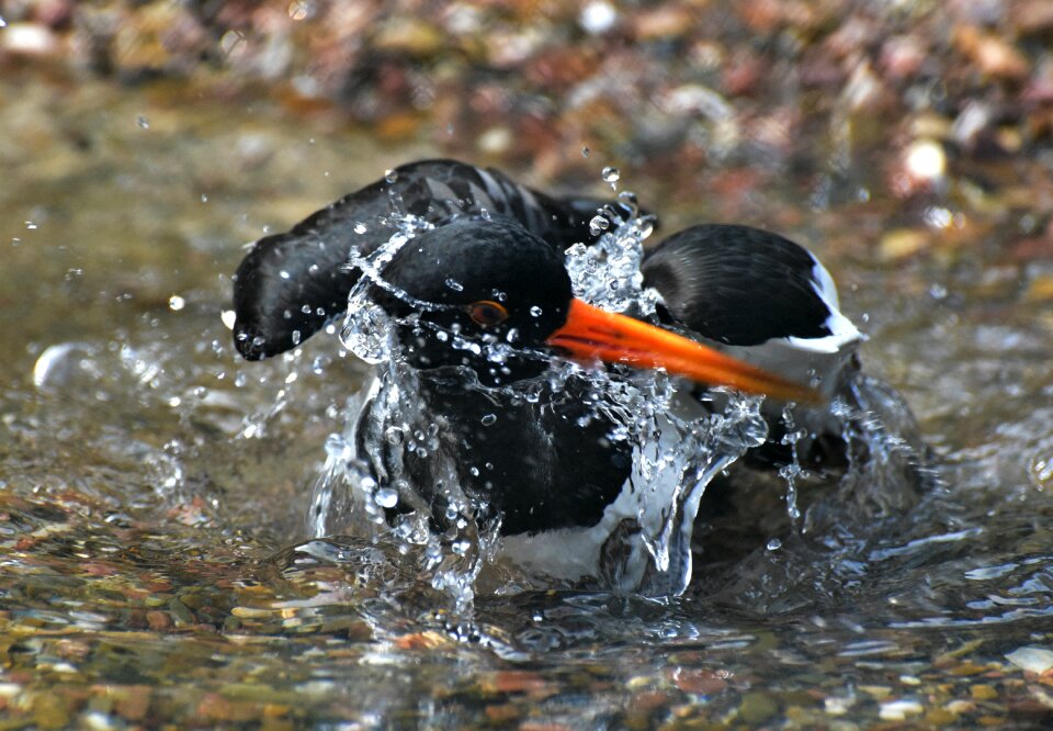 Black and white bill red beak