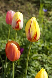 Spring nature flowers