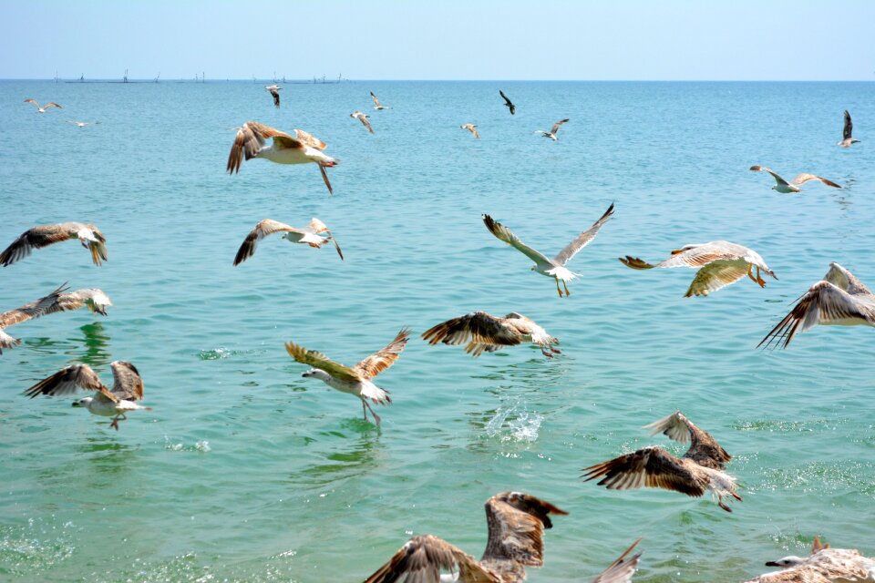 Flight water great