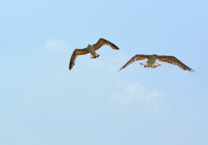 Flight sky wings photo