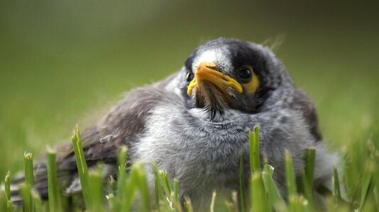 Animal nature grass photo