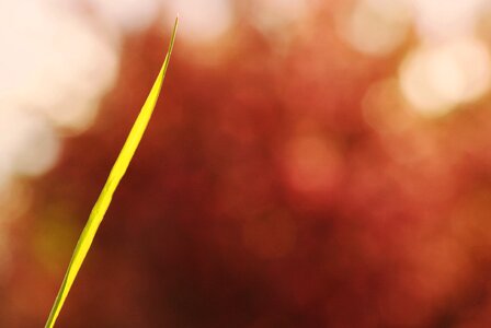 Sunny color sweetness