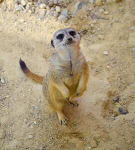 Meerkat cute beautiful