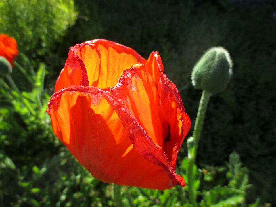 Bloom summer bright