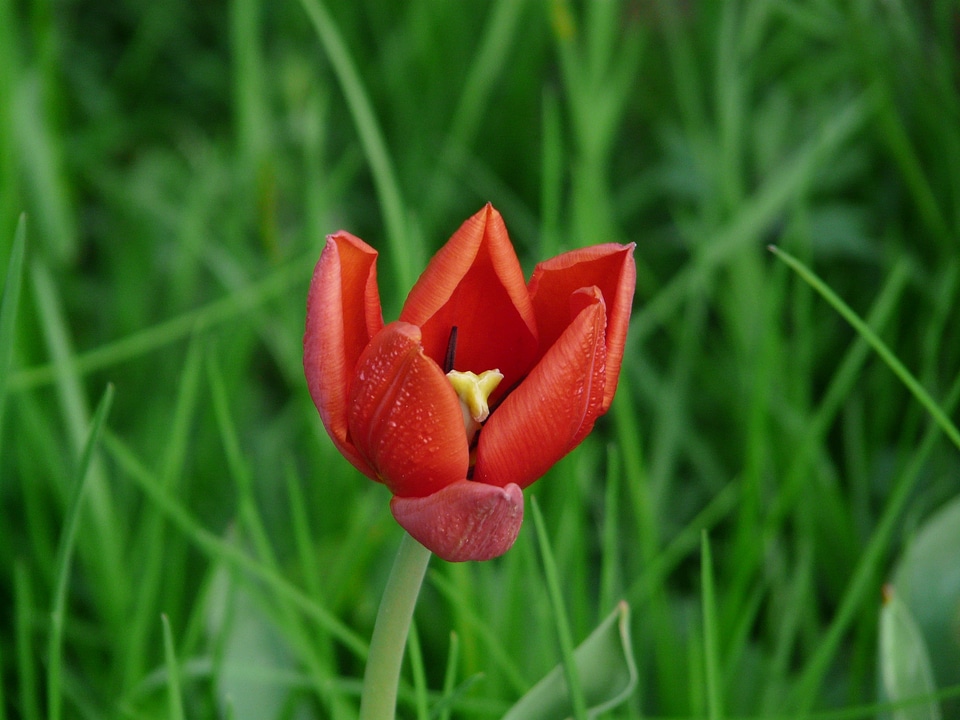 Tulpenbluete flower colorful