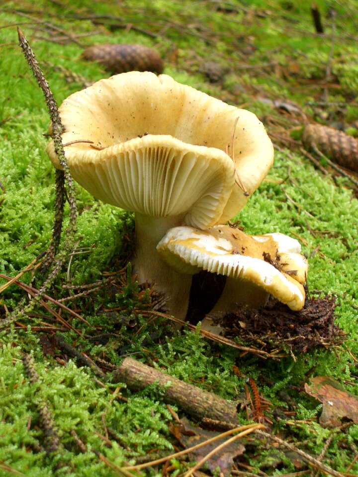 Autumn forest mushroom plant