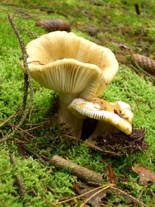 Autumn forest mushroom plant