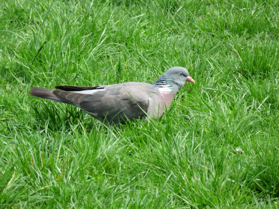 Bird nature