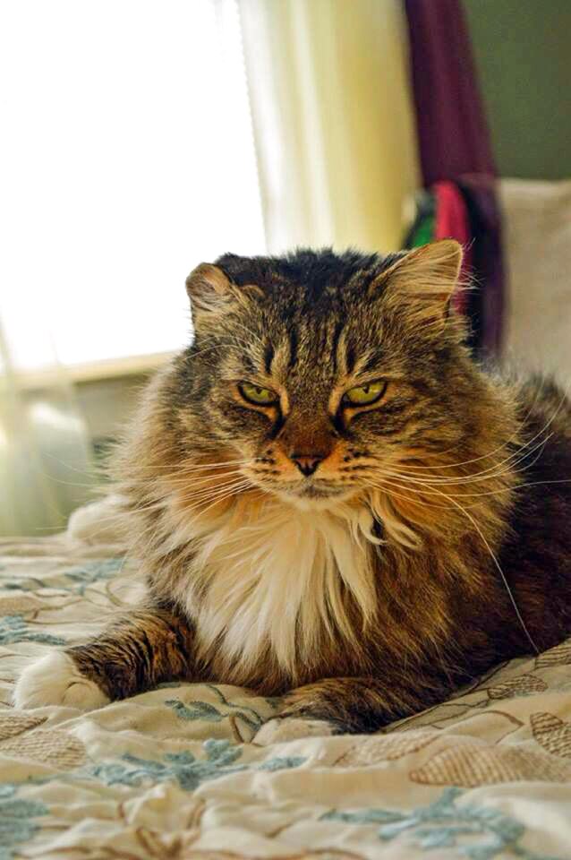 Maine coon home animal