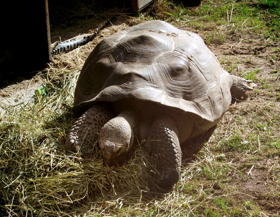 Old animals animal world