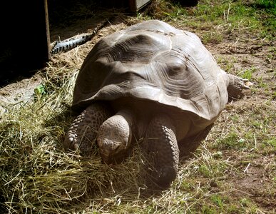 Old animals animal world