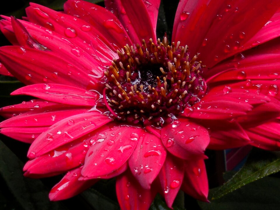 Floral red bouquet
