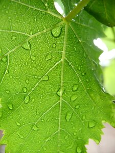 Droplet water green photo