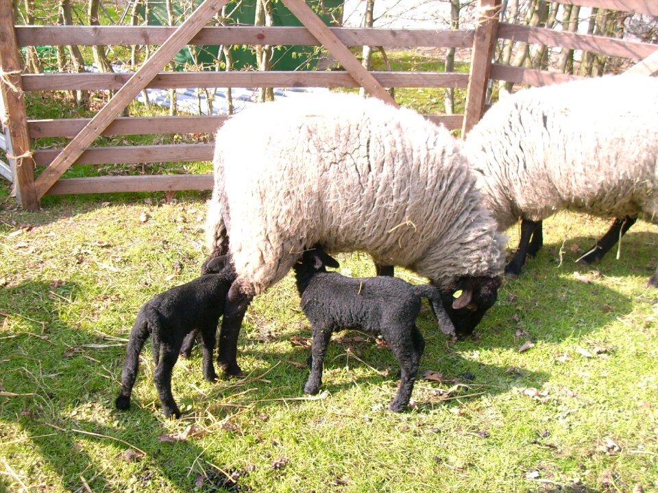 Animal world farm suckle