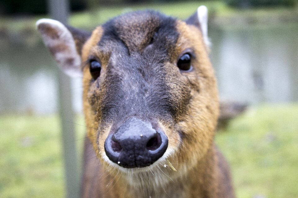 Zoo water pig sweet