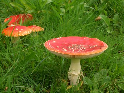 Forest forest mushroom plant
