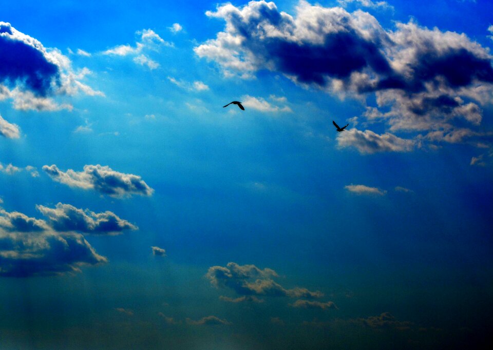 Twilight birds blue