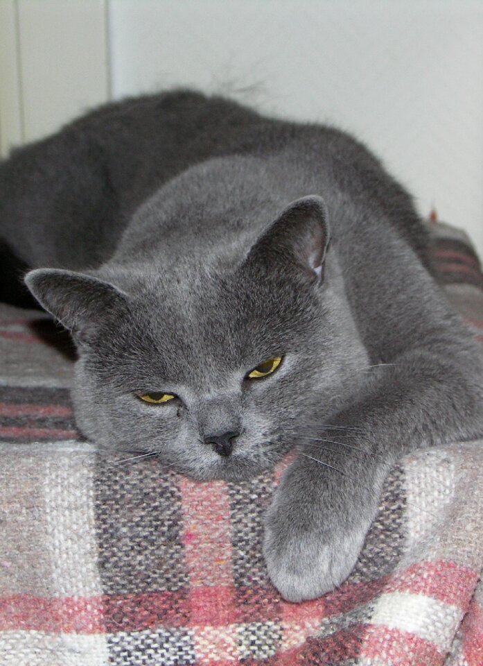 Sleep pet grey