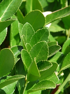 Noble laurel spice laurel laurel greenhouse