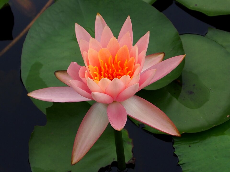 Plant flower natural