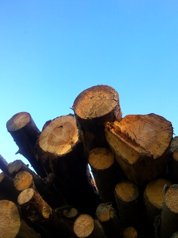 Growing stock like log