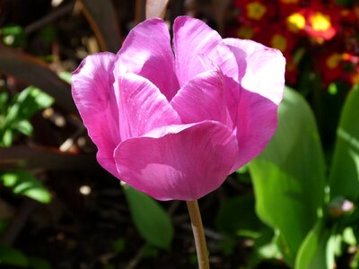 Spring flower blossom photo