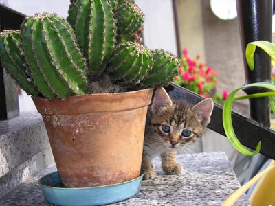 Cat cactus bought my kittens photo