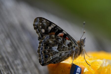 Insect close up animal photo