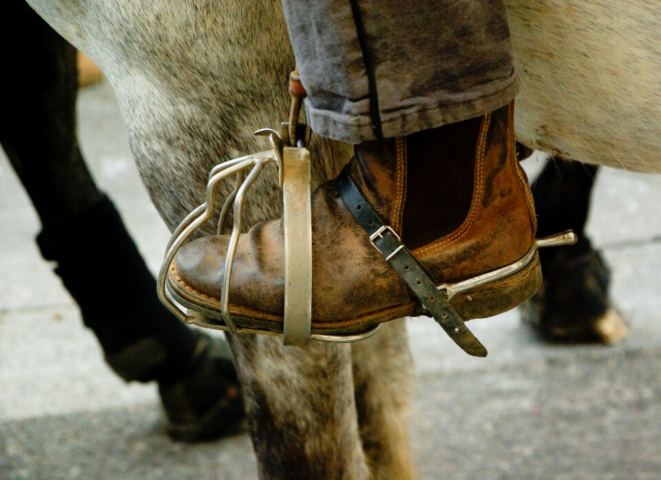 Caliper jumper horse