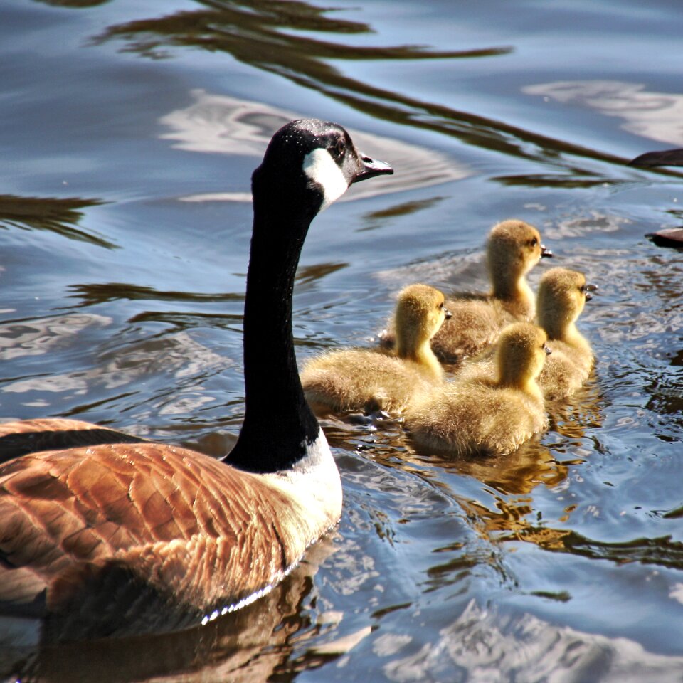 Goslings nature bird