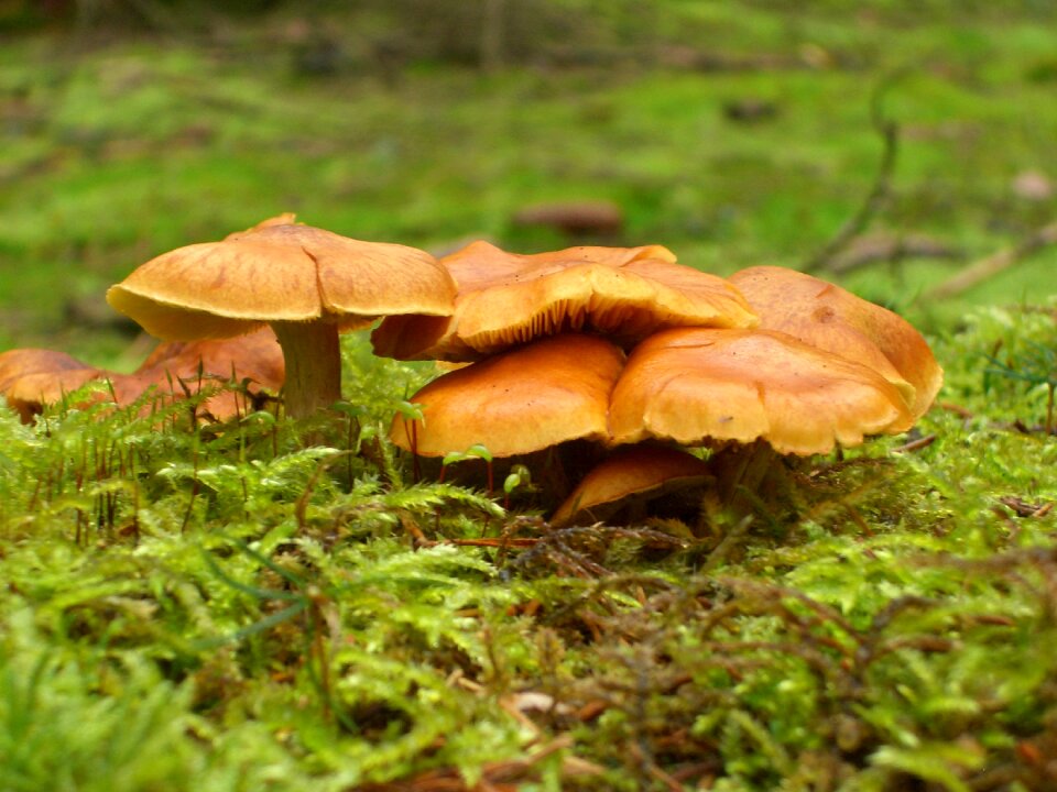 Brown green forest
