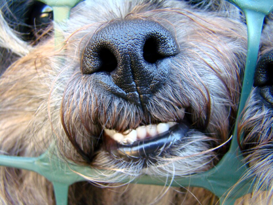 Funny dog animals pets