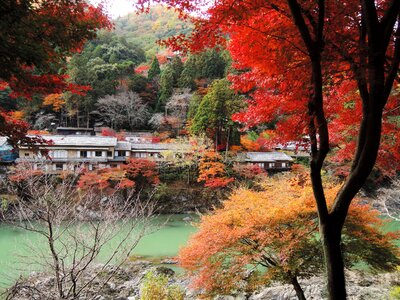 Maple leaf river autumn photo