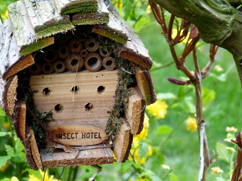 Housebuilding insect garden