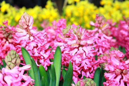 Plant blossom bloom