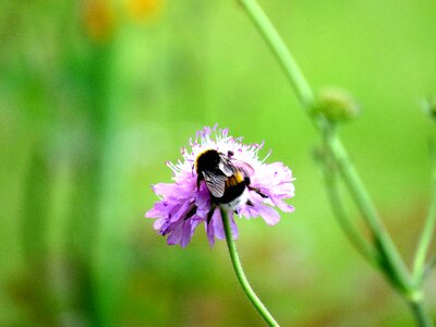 Flower insect nature photo