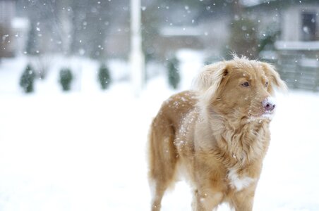 Snow winter nova scotia duck tolling retriever