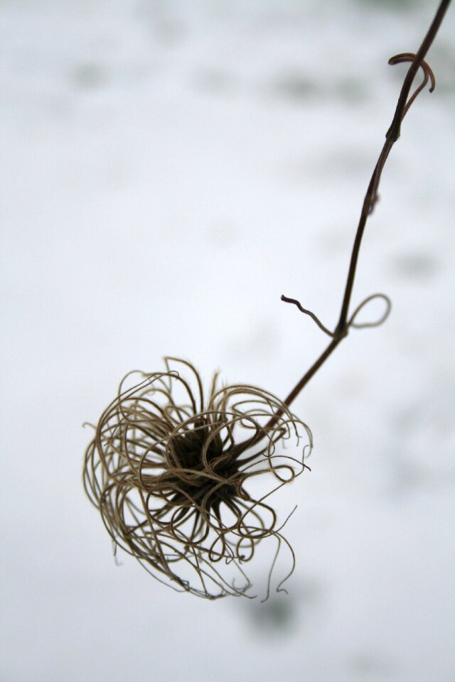 Frost frozen natural