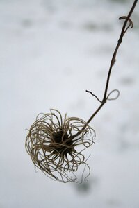 Frost frozen natural