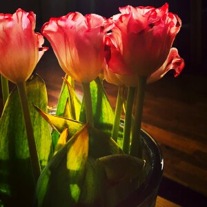 Tulips backlight flower